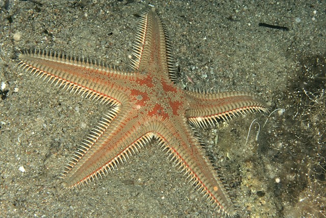 Astropecten spinulosus, A. platyacanthus, A. aranciacus